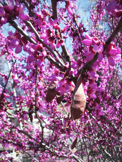 Western Redbud in bloom