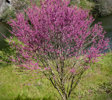 Western Redbud