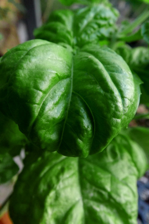 lettuce leaf basil