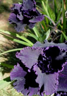 Nearly Black Pacific Coast Iris