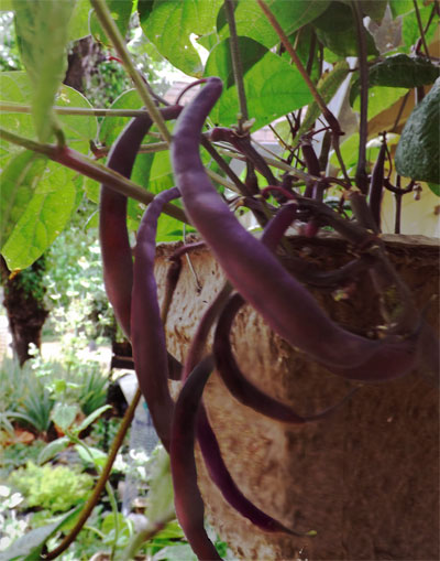 Royal Purple Bush Bean
