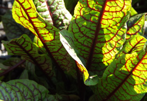 redveined sorrel