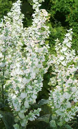 Vatican White Clary Sage