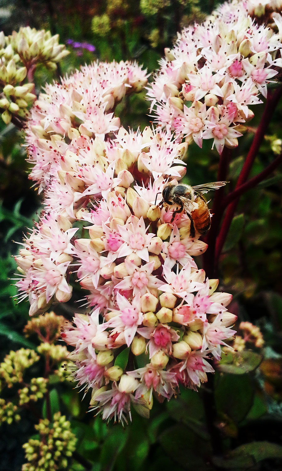 bee feeding on sedum blossom