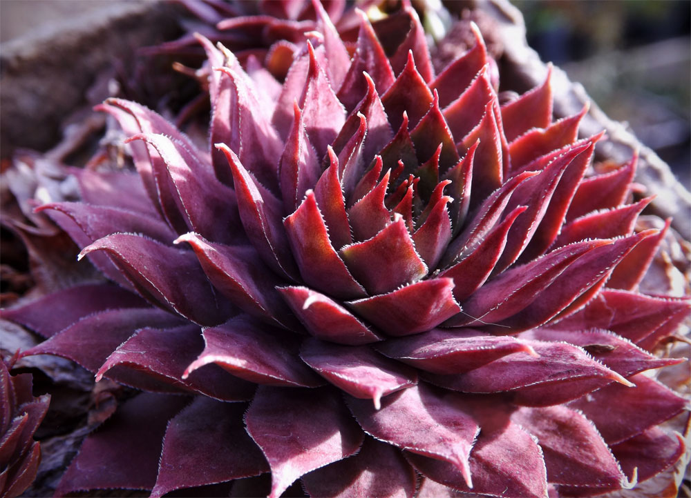 hens and chicks