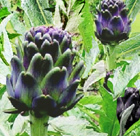 violette du provence artichoke