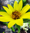 Lemon Queen Perennial Sunflower