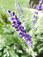 hidcote dwarf english lavender