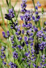 Purple Bouquet English Lavender