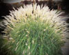 Adagio Maiden Grass