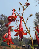 Cape Fuchsia