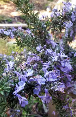 Renzels rosemary