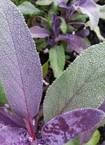 Purple Leaf Sage