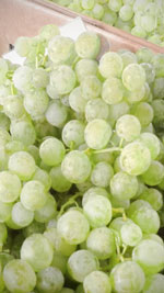 thompsons seedless grape