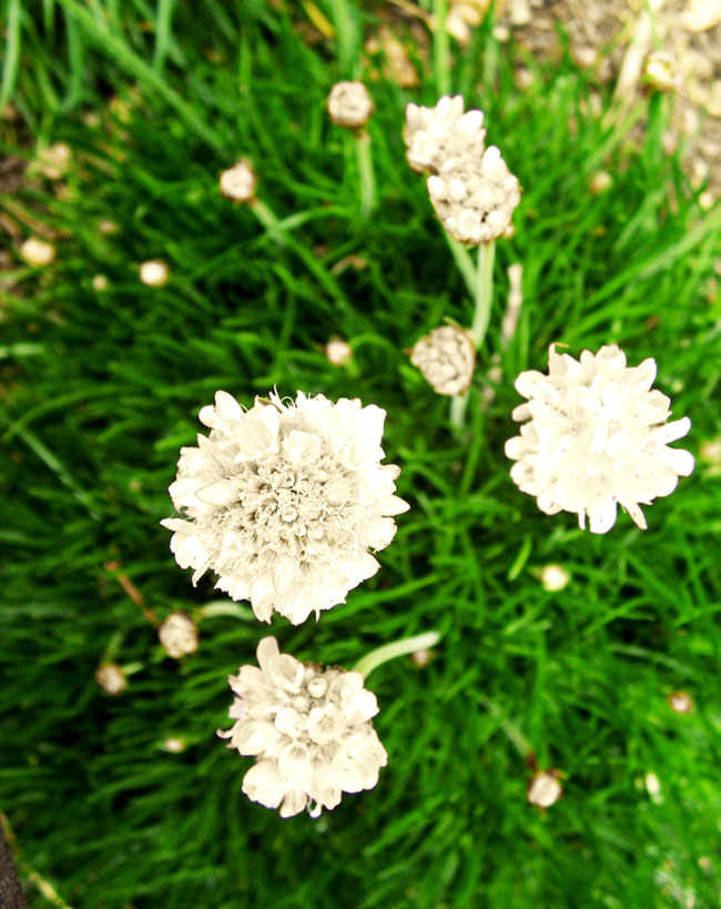 White blooming sea thrift
