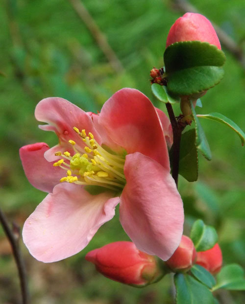 Pink Flowering Quince