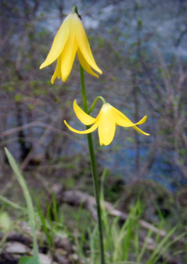 Featured Plant-Fawn Lily