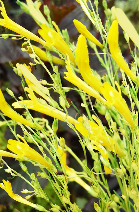 mersea yellow pineleaf penstemon