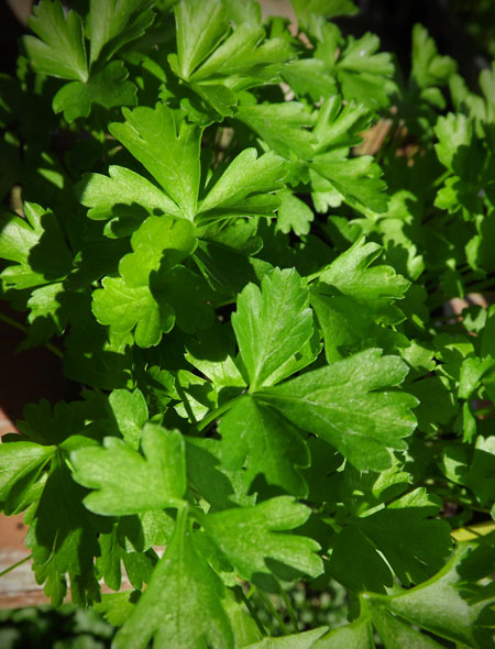 flat leaf italian parsley