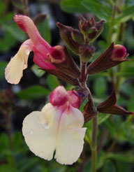 Salvia greggii hybrid