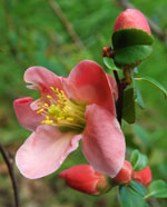 Pink form flowering quince
