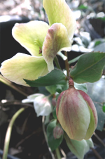 hybrid lenten rose