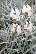 White flowered grosso lavendin