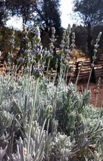 Goodwin Creek Lavender
