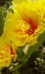 Low Prickly Pear
