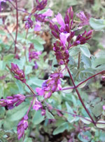 hopley's purple ornamental oregano
