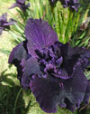 Pacific coast iris-dark