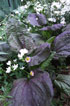 Purple Leaf Plantain
