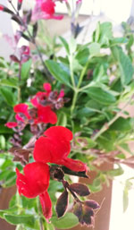 Smokey Red Little Leaf Sage