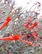Narrowleaf California Fuchsia
